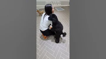 강아지 마운팅 행동 그냥 두면 안되는 이유는 