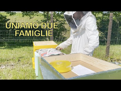 Unire due famiglie di api - LA TECNICA DEL GIORNALE con una famiglia orfana.