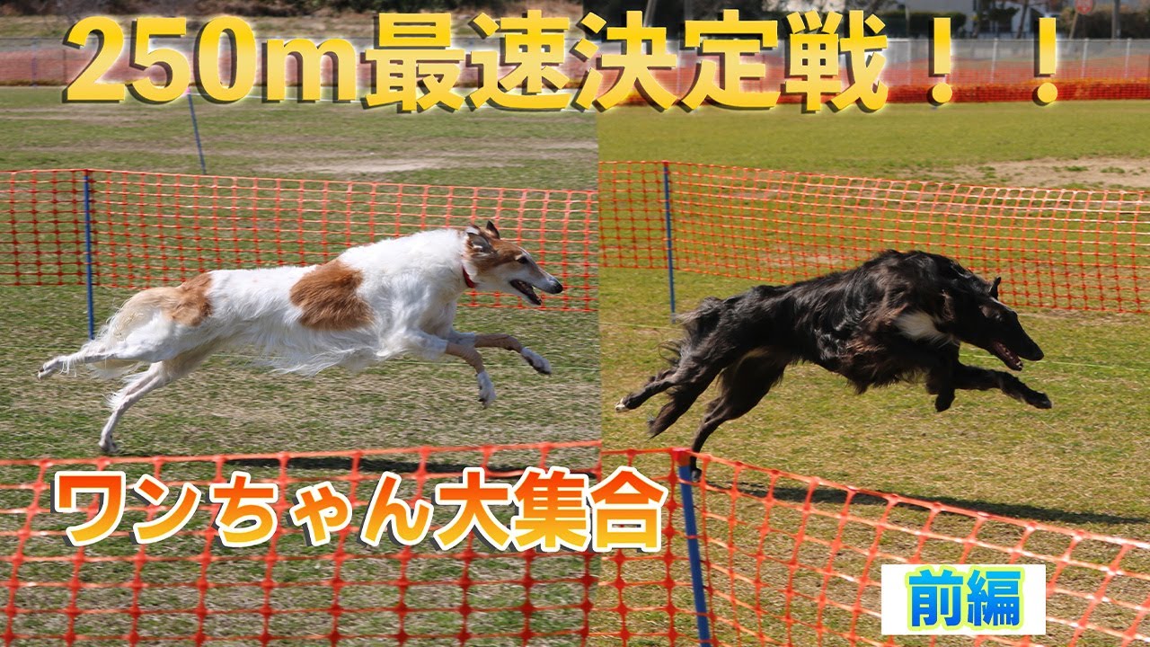 Я участвовал в спортивном празднике собак! ! Все слишком быстры [Борзая] [Большая собака]
