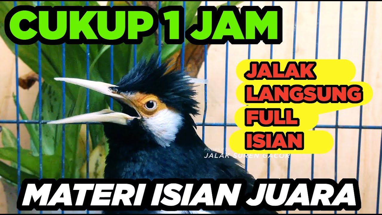 Burung Jalak Suren Jantan Gacor Memanggil Betina Full Isian Tembakan Mewah