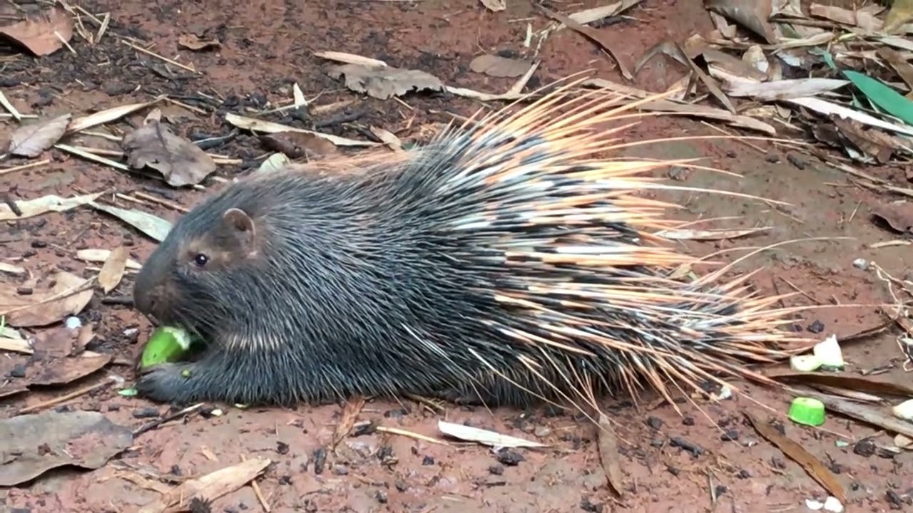 1.Three cute porcupines are eating different foods.#Cute porcupines#wild animals#