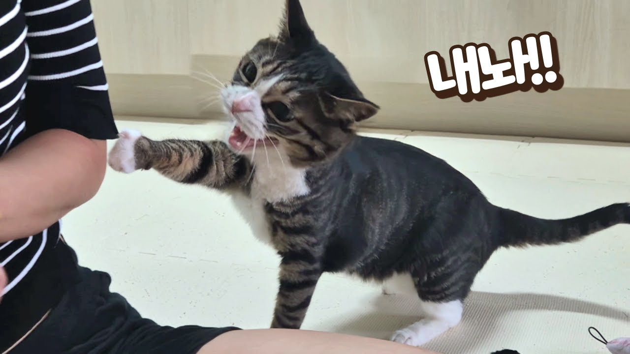 장난감 뺏겨서 눈 돌아간 고양이! 깝순이가 감히 보름이 물건 탐내면 생기는일