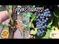 Como Reproducir PARRA o VID En Agua! Miles de parras gratis. Esqueje de parra para plantar