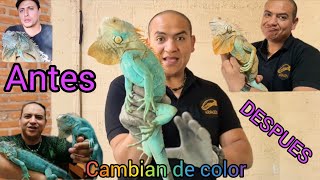 Iguanas azules que CAMBIAN de COLOR, Testimonio de David Assad