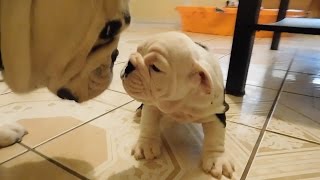 Englishbulldog puppy meets father first time & steals my camera  cute video