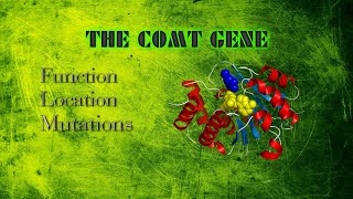 A Look at the COMT(Catechol-O-Methyltransferase)Gene \& Enzyme - Everything You Need To Know