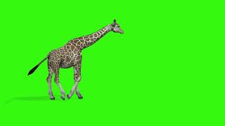 Giraffe Walk Green Screen L Hd