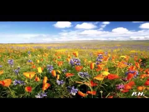 CANARIOS (Ciclos) - La Primavera