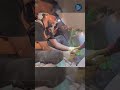 Un edificio residenziale di Gaza City, già danneggiato durante la guerra, è crollato mercoledì 16 se