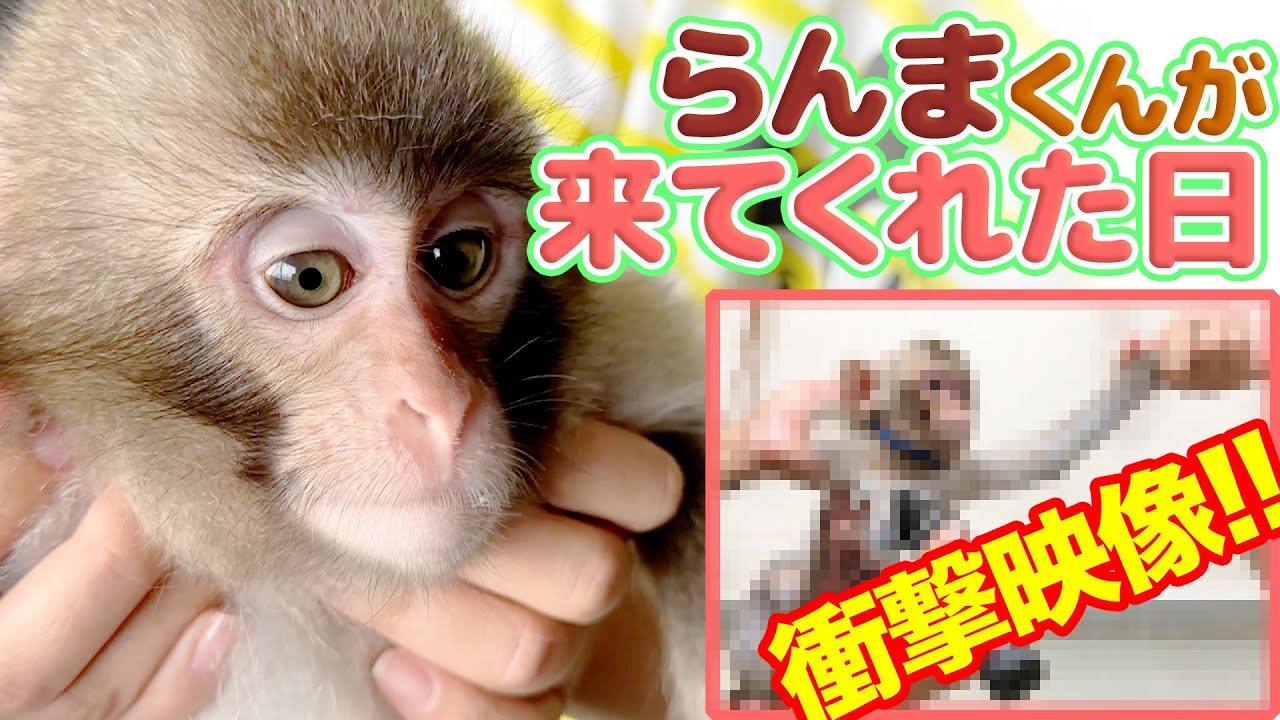 День, когда появился Ранма-кун... ⚠️Включены шокирующие кадры