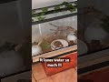 The Brazilian Rainbow Boa loves water #ballpython #snake #reptile #boa #rainbowboa
