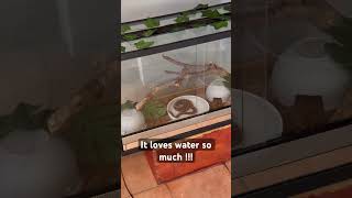 The Brazilian Rainbow Boa loves water #ballpython #snake #reptile #boa #rainbowboa