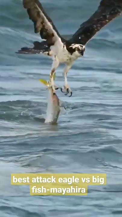 #short best attack eagle vs big fish-mayahira