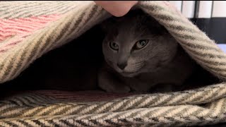 Ekaterina lounging in her blanket by CLNA Cats 55 views 4 months ago 1 minute, 2 seconds