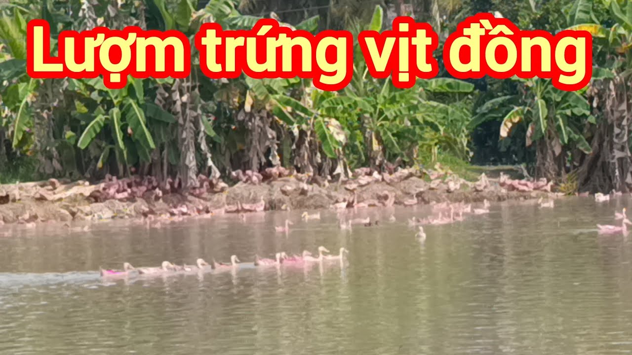 Lượm trứng vịt đồng , Bột kít kít tv family 