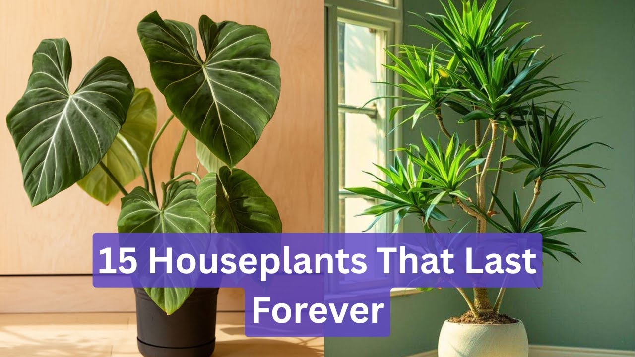 15 Longest Lived Houseplants for Your Indoor Garden | Plants That Live Decades