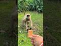 Cute Little Hanuman Enjoys Eating a Biscuit | Funny Monkey Video