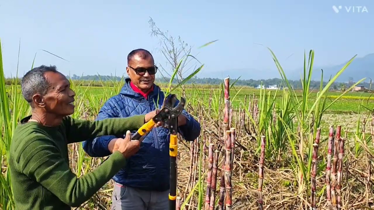 उखुखेती एक प्रबिधि अनेक रौतहटमा कृषि प्राबिधिक सग उखु किसान श्याम राई  