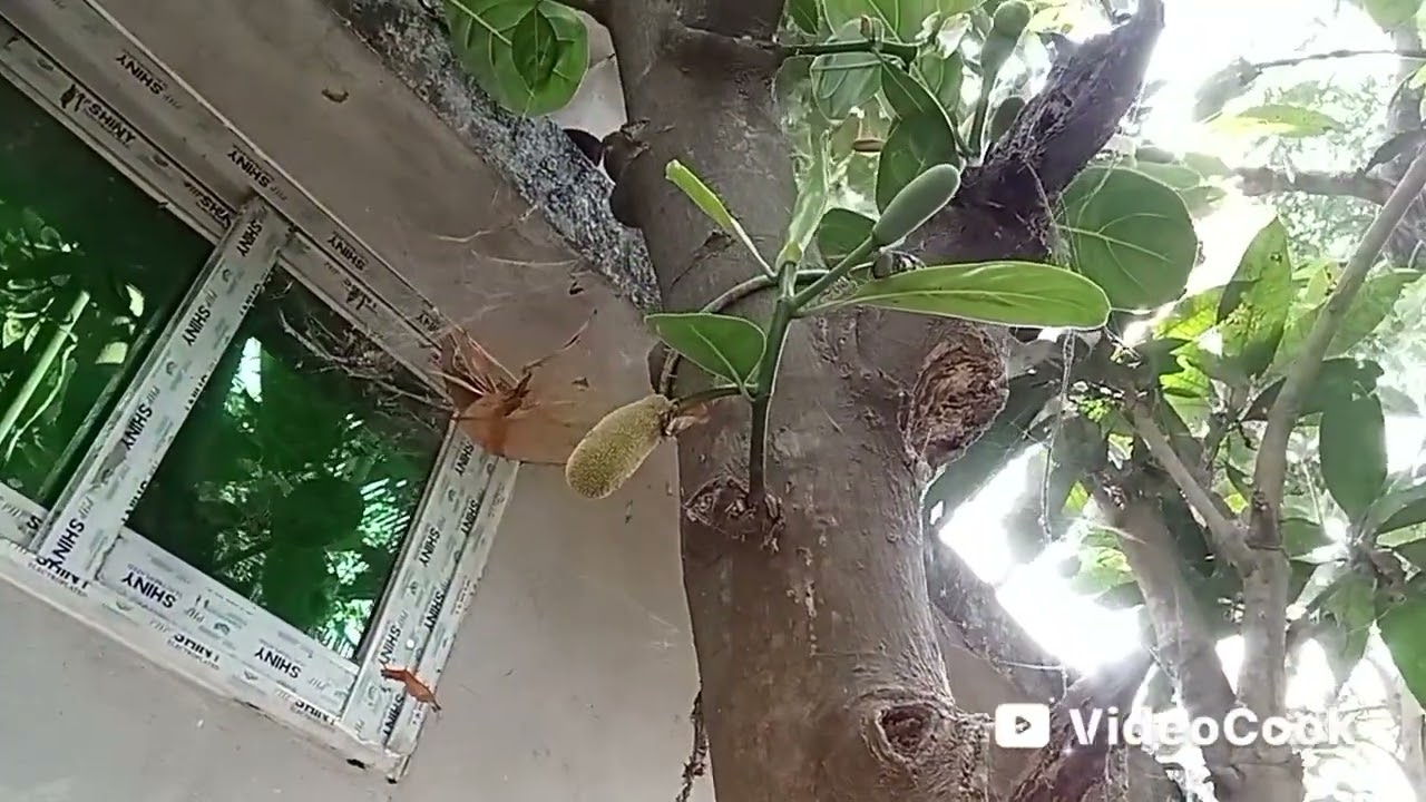 🌿কাঁঠালের মুচি এসেছে গাছে ২০২৬🌿