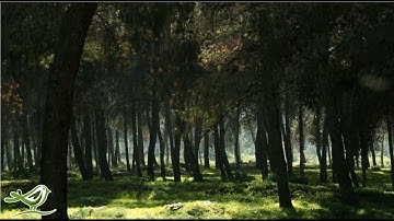 3 Hours of Relaxing Harp Music | Healing Meditation & Instrumental Sleep Music