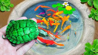 Catch Beautiful Ornamental Fish, Ranchu Fish, Colorful Fish, Kim Kim Fish, Koi Fish, Turtles