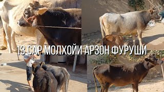 картинка: 13. Сар моли хархил гови гусаладор бугуз букача аксия шид фуруши 