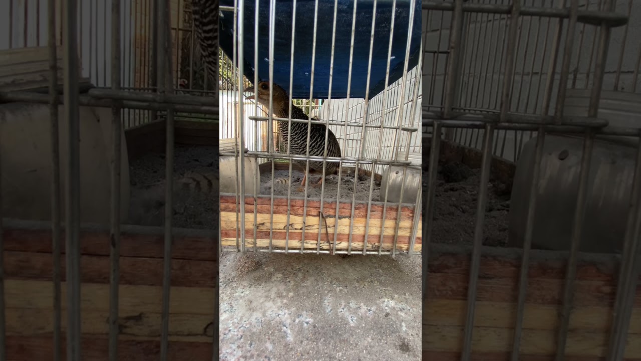 đa đa mái dành cho anh em đi bẩy hoạt kích bổi không tập âm