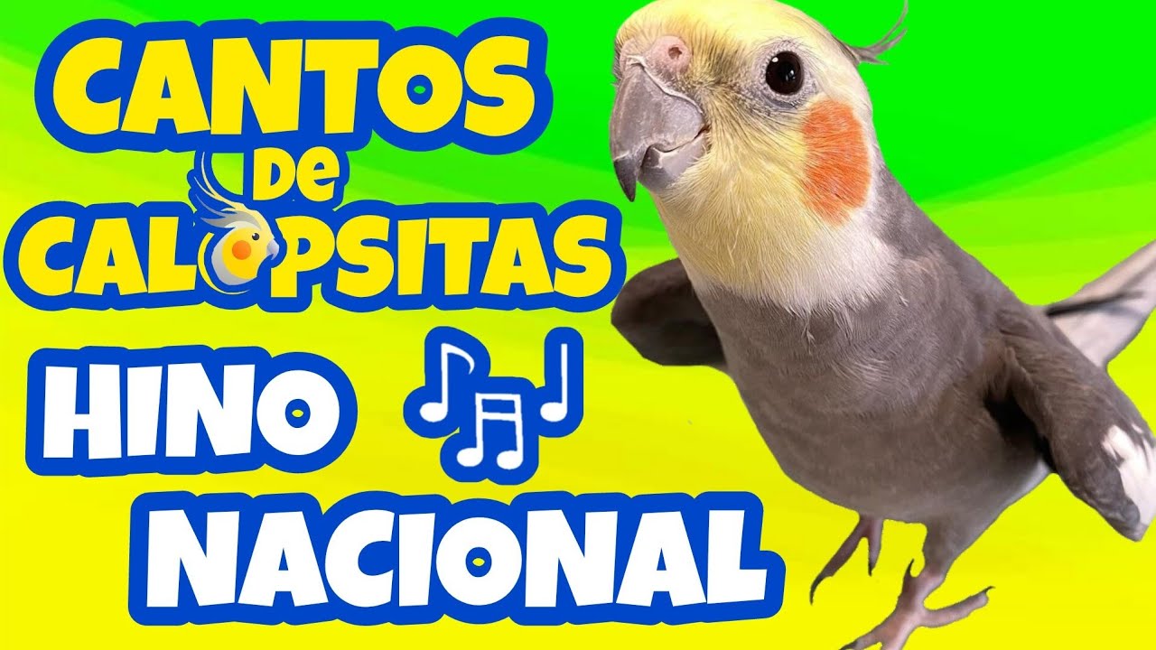 CALOPSITAS CANTANDO O HINO NACIONAL Ótimo para ensinar a sua também ...
