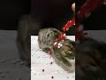 Cute cats😺🌈, shiny beads &amp; cozy ASMR moments.Relax, smile, and enjoy the sparkle!