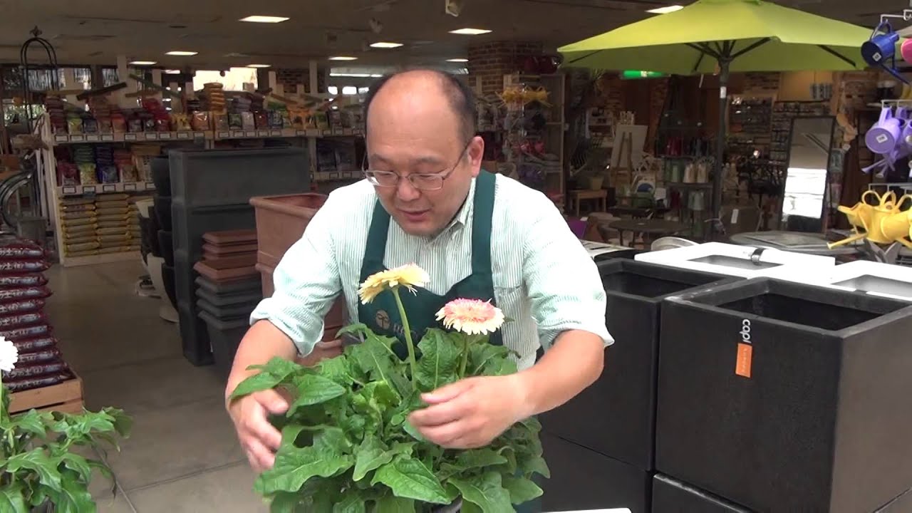 ガーベラの育て方 日常管理 花を沢山咲かせる方法 Youtube