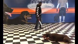 Video Dog Training At Off Leash K9 Las Vegas