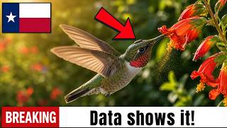 Texas Tracks Ruby-Throated Hummingbirds — What the Data Reveals Is Insane Ruby Throated Hummingbirds Basic Characteristics