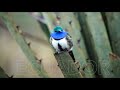 Aves de Ecuador - Mix Flock