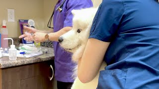 My dog is shocked to see the vet preparing a shot💉