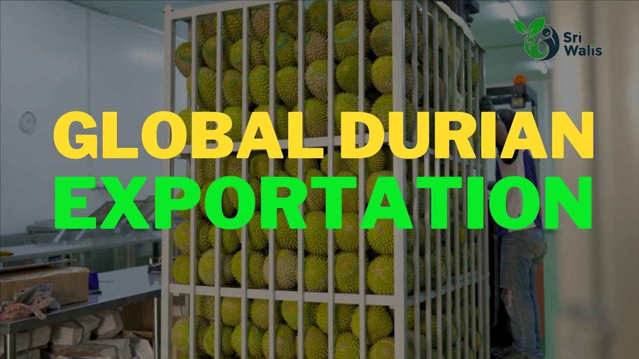 Shipping Malaysia Durian to South America - Chile