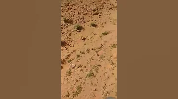 نبات الرعد الكمأ او الفقع الترفاسو فوائده لعلاج العين و البصر 