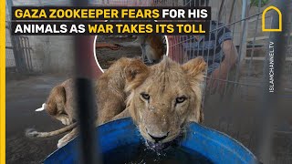 GAZA ZOOKEEPER FEARS FOR HIS ANIMALS AS WAR TAKES ITS TOLL