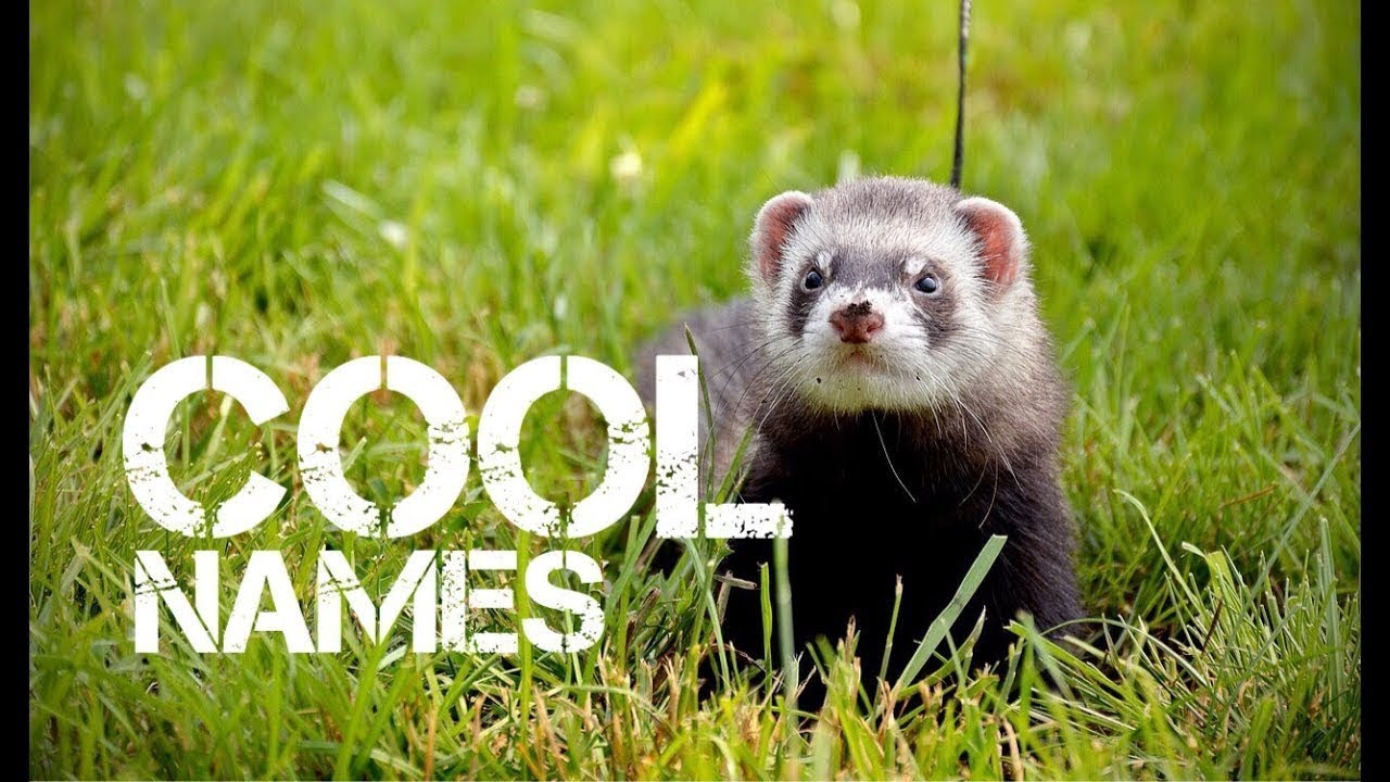 boy ferret names that start with q youtube
