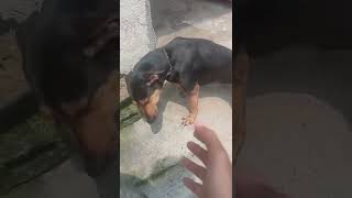 Why does dog pee when she sees me #shorts