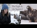 The Eagle and the Squirrel: A story about about wildlife photography and friendship