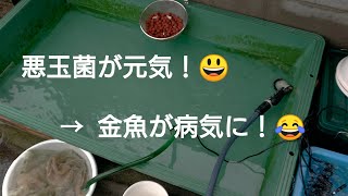病気の原因は これか Youtube