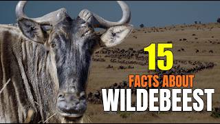 Wildebeest Explained: 15 Amazing Facts About Africa’s Great Migrator