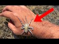 10 Scariest Small Animals You Should Never Touch