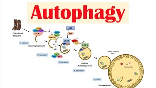 Autophagy | Macroautophagy & Importance in Health