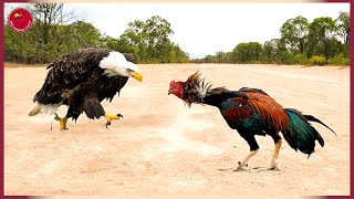 30 Moments The Eagle Didn't Know That The Rooster Was A Fighter, What Happens Next? | Animal  Fight