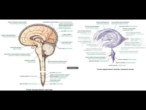 224. Шляхи циркуляції спинномозкової рідини - AnatomUa - AUDIO