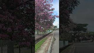Amazing Tecoma blossoms. Spring time. #mirisarawak. Miri