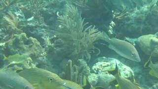 Schools of Snappers