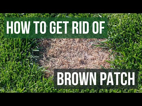 How to Get Rid of Brown Patch (4 Easy Steps)