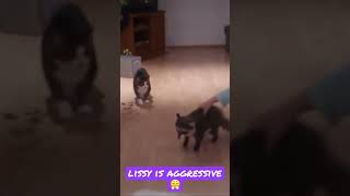 #shorts #lissy #cat #funnycats #lustigevideos #shortvideo #katze